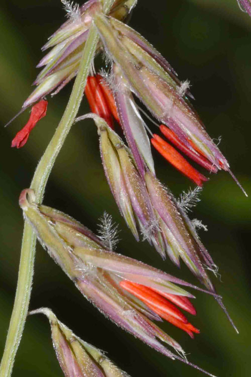  Side Oats Grama Grass (Bouteloua Curtipendula) - 8 Pack Of 1 Gallon Pots
