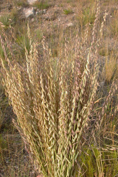  Side Oats Grama Grass (Bouteloua Curtipendula) - 8 Pack Of 1 Gallon Pots