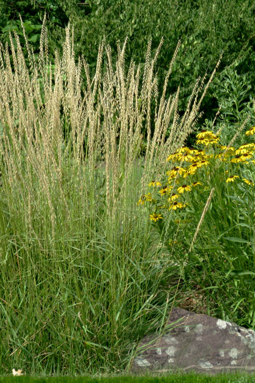  Side Oats Grama Grass (Bouteloua Curtipendula) - 8 Pack Of 1 Gallon Pots
