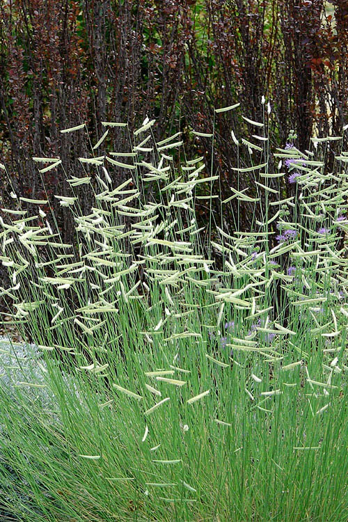  Blonde Ambition Blue Grama Grass (Bouteloua Gracilis) - 8 Pack Of 1 Gallon Pots