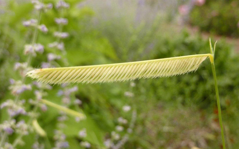  Blonde Ambition Blue Grama Grass (Bouteloua Gracilis) - 8 Pack Of 1 Gallon Pots
