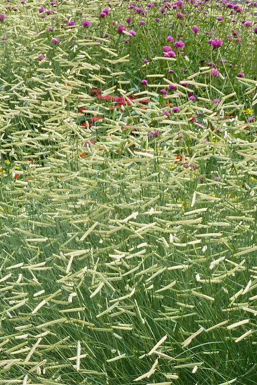  Blonde Ambition Blue Grama Grass (Bouteloua Gracilis) - 8 Pack Of 1 Gallon Pots
