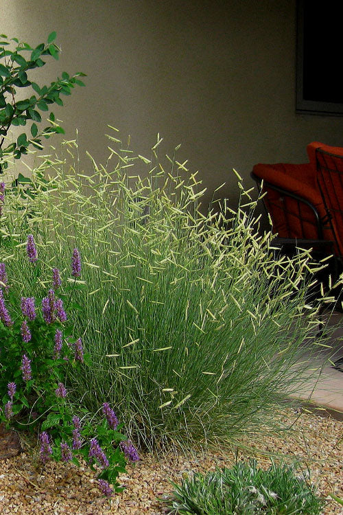  Blonde Ambition Blue Grama Grass (Bouteloua Gracilis) - 8 Pack Of 1 Gallon Pots