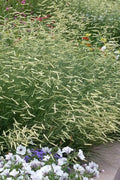  Blonde Ambition Blue Grama Grass (Bouteloua Gracilis) - 6 Pack Of 1 Gallon Pots