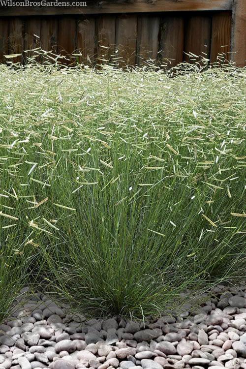  Blonde Ambition Blue Grama Grass (Bouteloua Gracilis) - 8 Pack Of 1 Gallon Pots