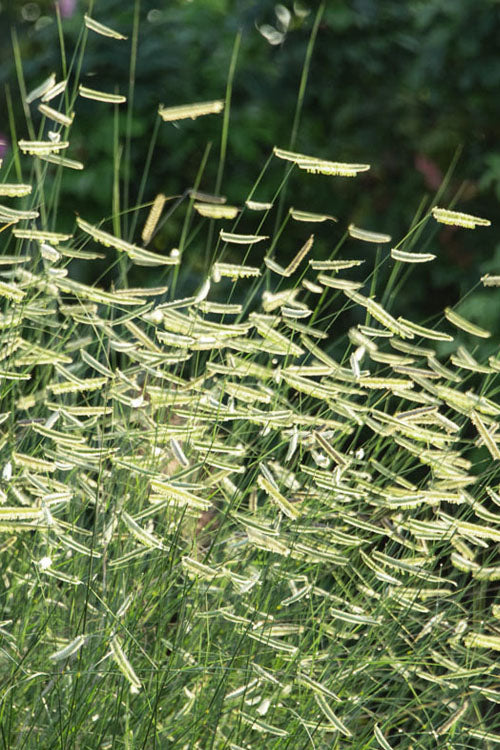 Blue Grama Grass (Bouteloua Gracilis) - 1 Gallon Pot