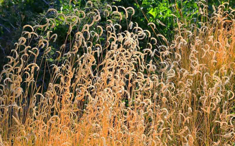  Blue Grama Grass (Bouteloua Gracilis) - 8 Pack Of 1 Gallon Pots