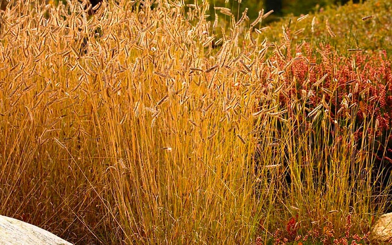  Blue Grama Grass (Bouteloua Gracilis) - 8 Pack Of 1 Gallon Pots