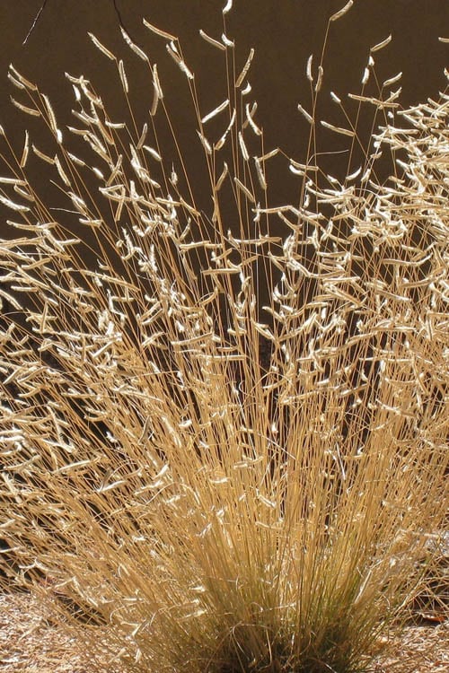  Blue Grama Grass (Bouteloua Gracilis) - 8 Pack Of 1 Gallon Pots