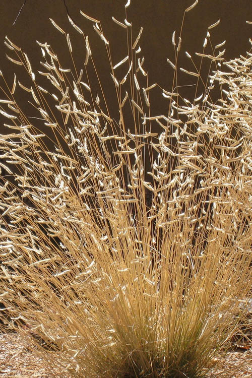 Blue Grama Grass (Bouteloua Gracilis) - 8 Pack Of 1 Gallon Pots