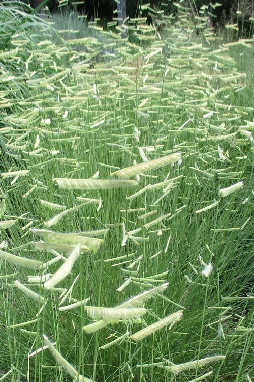 Blue Grama Grass (Bouteloua Gracilis) - 8 Pack Of 1 Gallon Pots