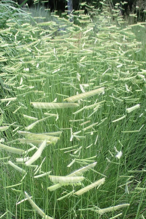  Blue Grama Grass (Bouteloua Gracilis) - 8 Pack Of 1 Gallon Pots