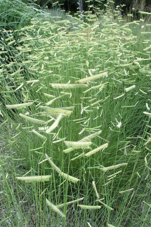  Blue Grama Grass (Bouteloua Gracilis) - 8 Pack Of 1 Gallon Pots