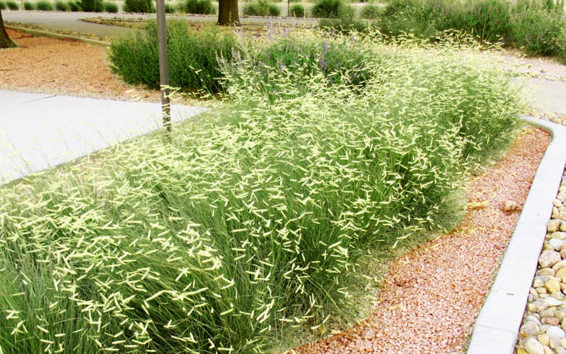  Blue Grama Grass (Bouteloua Gracilis) - 1 Gallon Pot