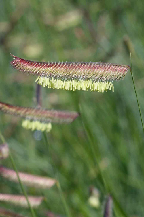  Blue Grama Grass (Bouteloua Gracilis) - 1 Gallon Pot