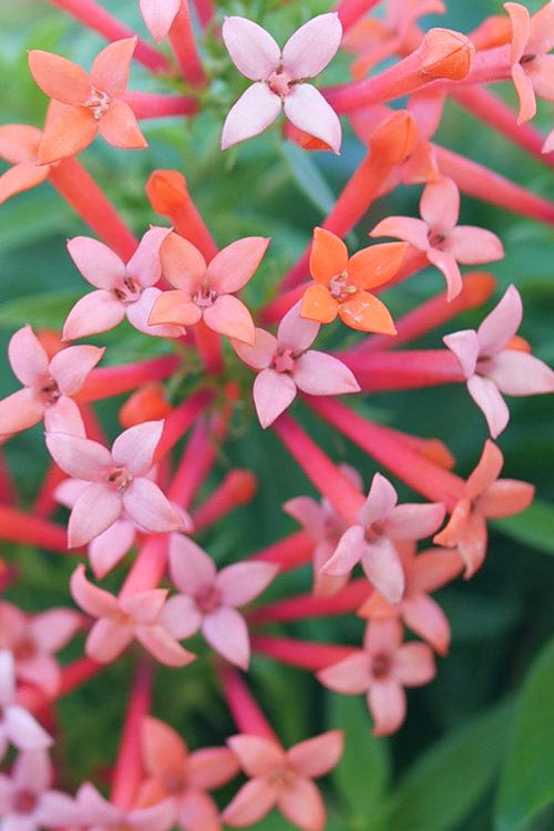  Estrellita Little Star Firecracker Bush (Bouvardia) - 3 Pack Of Quart Pots