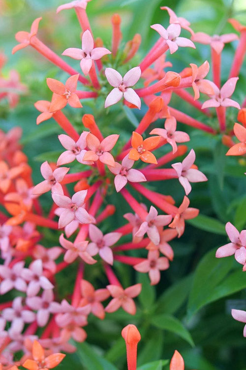  Estrellita Little Star Firecracker Bush (Bouvardia) - 3 Pack Of Quart Pots