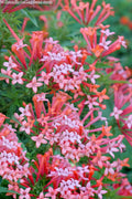  Estrellita Little Star Firecracker Bush (Bouvardia) - 3 Pack Of Quart Pots