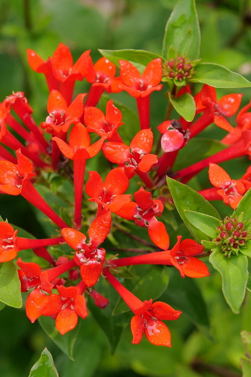  Estrellita Scarlet Firecracker Bush (Bouvardia) - 1 Gallon Pot