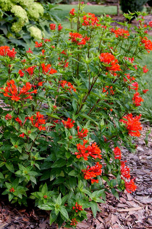  Estrellita Scarlet Firecracker Bush (Bouvardia) - 3 Pack Of Quart Pots