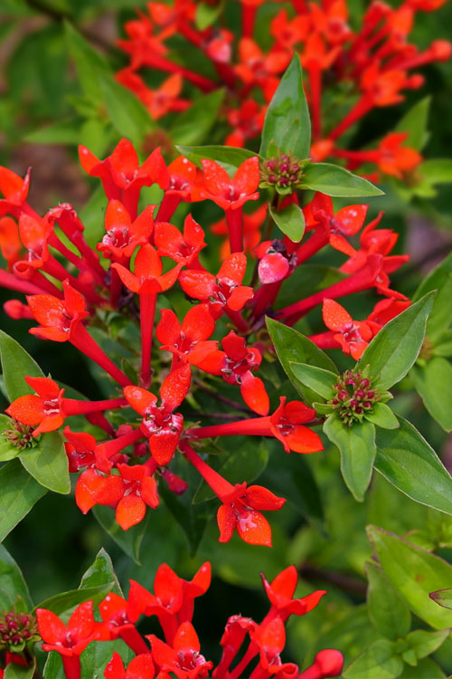  Estrellita Scarlet Firecracker Bush (Bouvardia) - 3 Pack Of Quart Pots