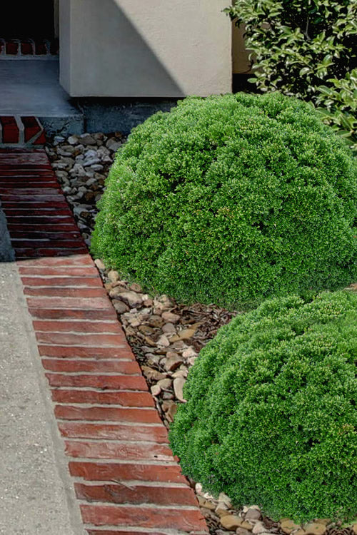  Justin Brouwers Dwarf Boxwood - 1 Gallon Pot