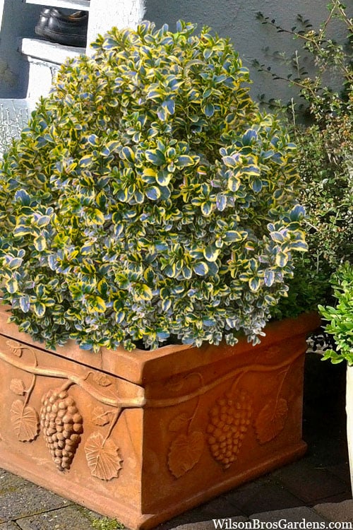  Sunburst Variegated Korean Boxwood - 1 Gallon Pot