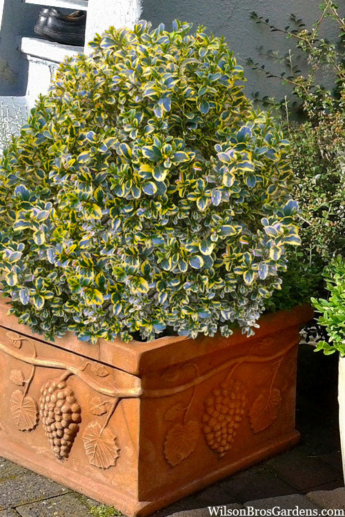  Sunburst Variegated Korean Boxwood - 1 Gallon Pot