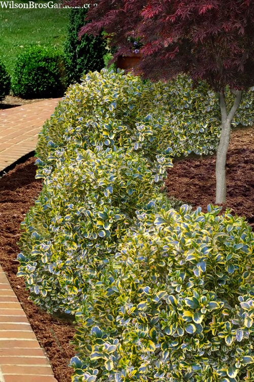  Sunburst Variegated Korean Boxwood - 1 Gallon Pot