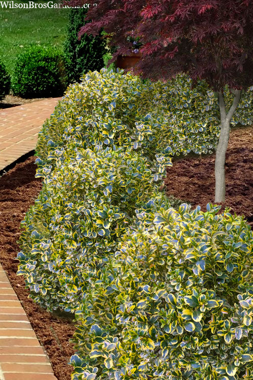  Sunburst Variegated Korean Boxwood - 1 Gallon Pot