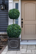  American Boxwood 2-Ball Poodle Tier Topiary (Buxus Sempervirens) - 7 Gallon Pot
