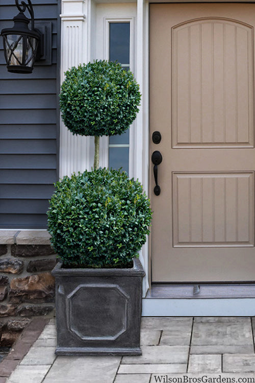 American Boxwood 2-Ball Poodle Tier Topiary (Buxus Sempervirens) - 7 Gallon Pot