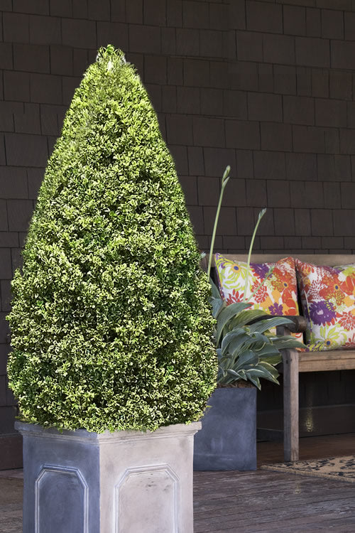  Variegated Boxwood (Buxus Sempervirens 'Aureovariegata') - 1 Gallon Pot