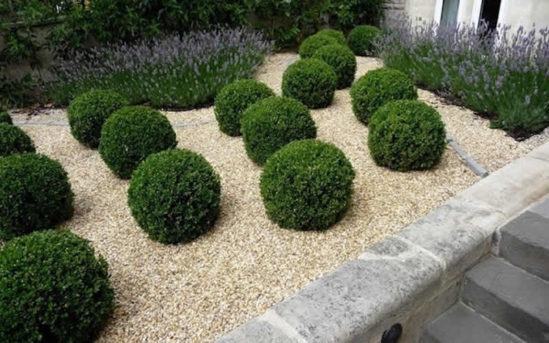  Baby Gem Boxwood - 6 Pack Of 1 Gallon Pots
