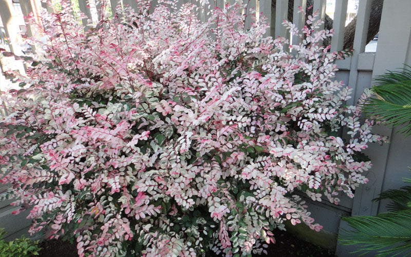  Pink Snowbush Plant (Breynia) - 1 Gallon Pot