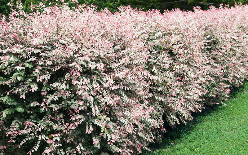  Pink Snowbush Plant (Breynia) - 1 Gallon Pot