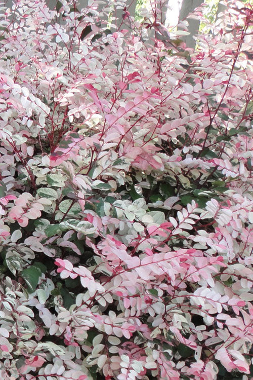  Pink Snowbush Plant (Breynia) - 1 Gallon Pot