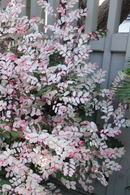  Pink Snowbush Plant (Breynia) - 1 Gallon Pot