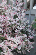  Pink Snowbush Plant (Breynia) - 1 Gallon Pot