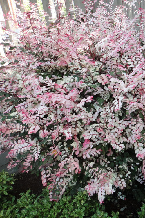  Pink Snowbush Plant (Breynia) - 1 Gallon Pot
