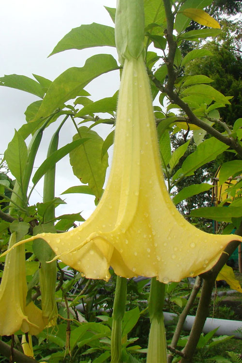  Yellow Angel's Trumpet (Brugmansia) - 3 Gallon Pot