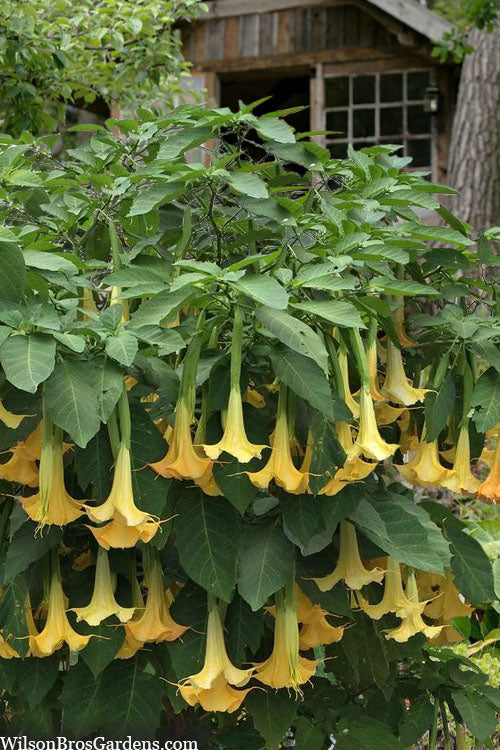  Yellow Angel's Trumpet (Brugmansia) - 3 Gallon Pot