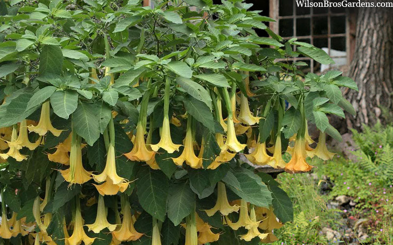  Yellow Angel's Trumpet (Brugmansia) - 3 Gallon Pot