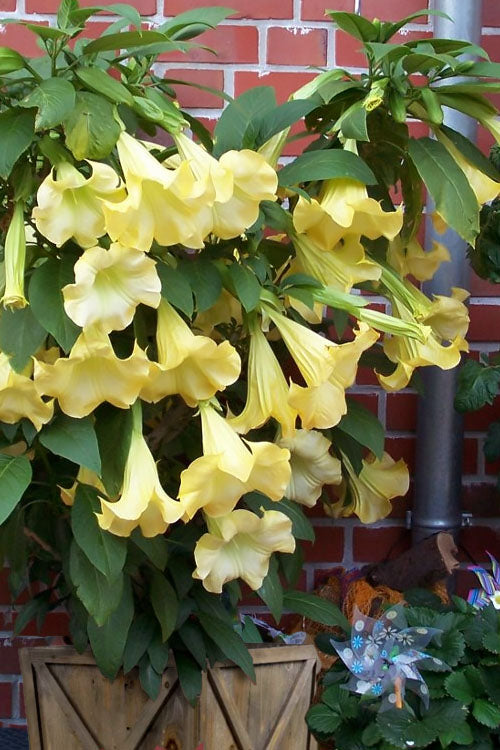  Yellow Angel's Trumpet (Brugmansia) - 3 Gallon Pot