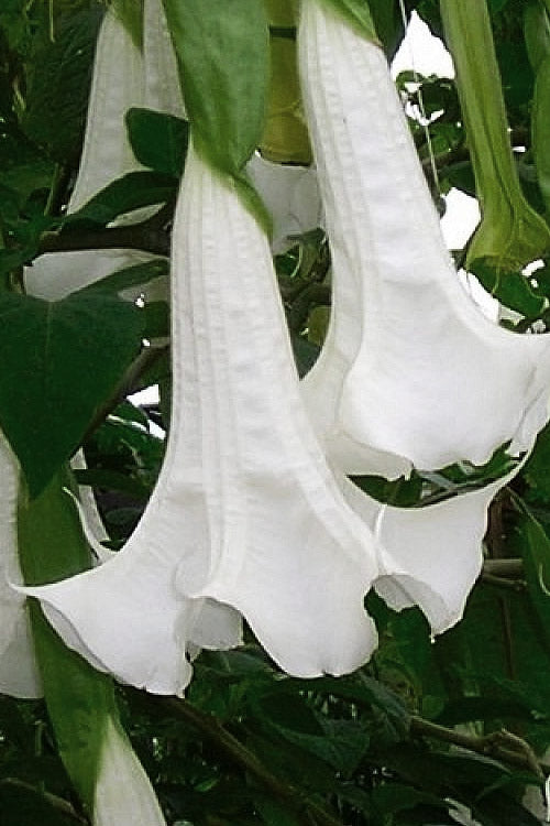  White Angel's Trumpet Brugmansia - 3 Gallon Pot
