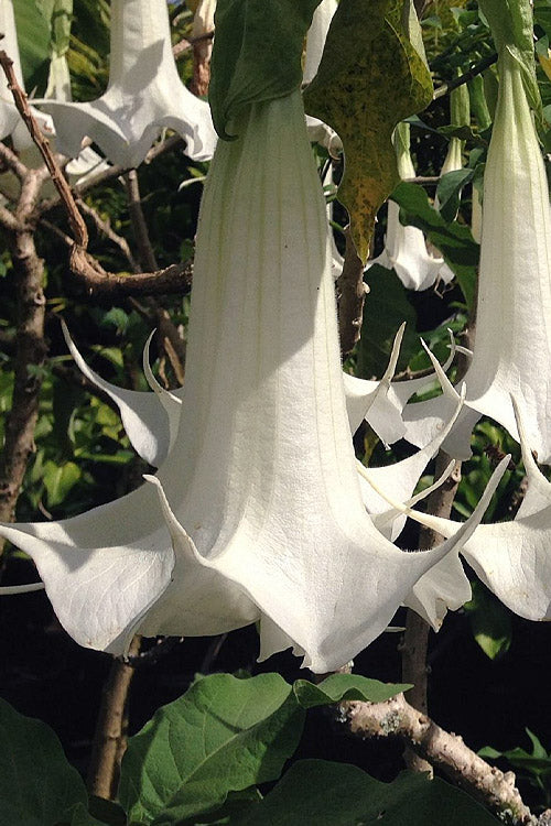  White Angel's Trumpet Brugmansia - 3 Gallon Pot