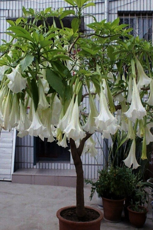  White Angel's Trumpet Brugmansia - 3 Gallon Pot