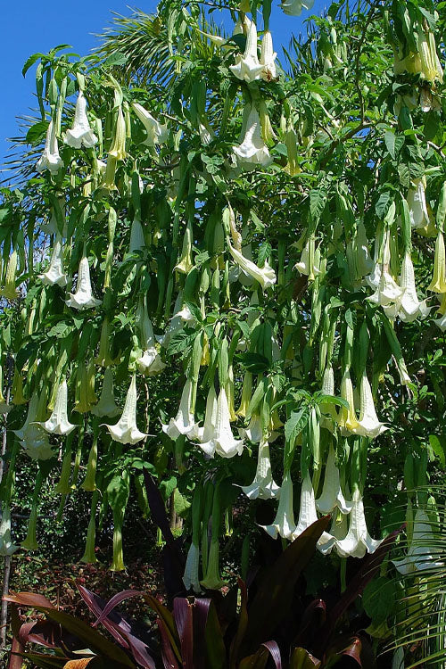  White Angel's Trumpet Brugmansia - 3 Gallon Pot