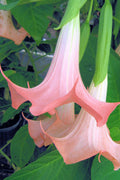 Pink Angel's Trumpet Brugmansia - 3 Gallon Pot
