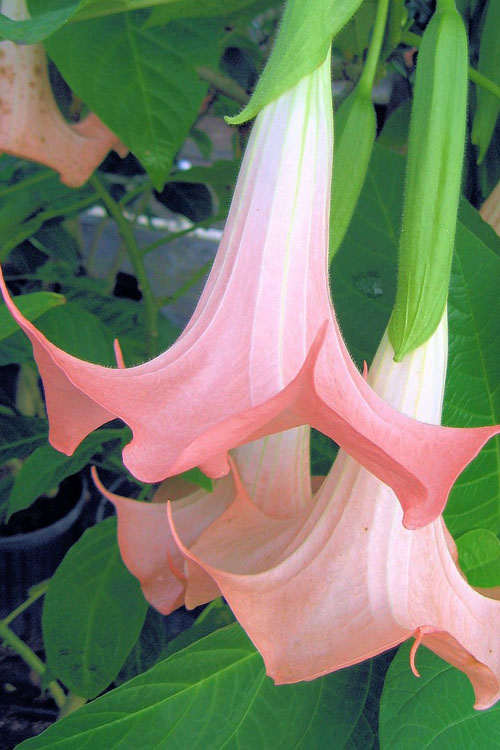  Pink Angel's Trumpet Brugmansia - 3 Gallon Pot